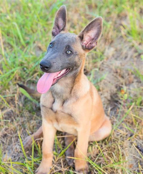 belgian malinois colors black-tipped fawn